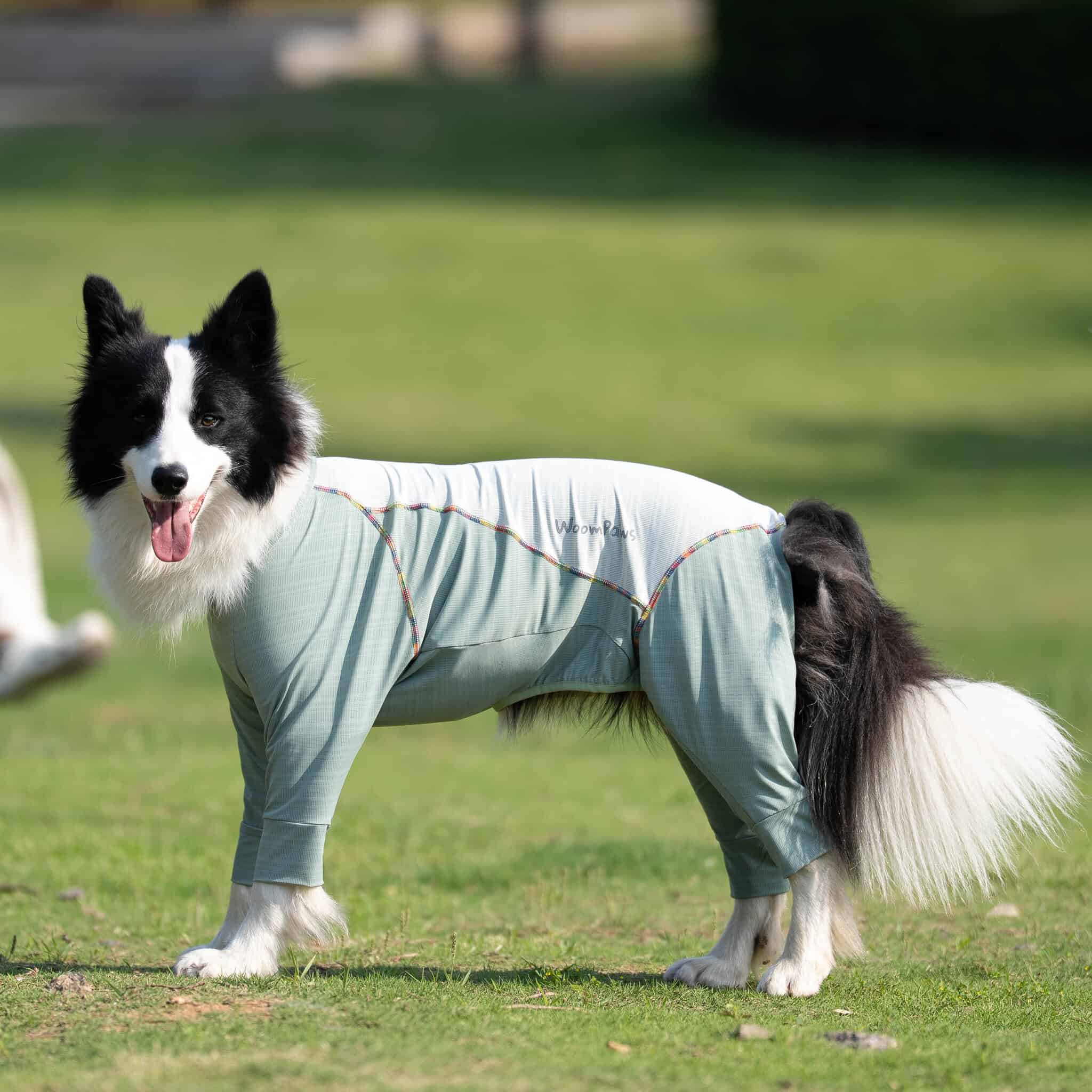 Pet Products