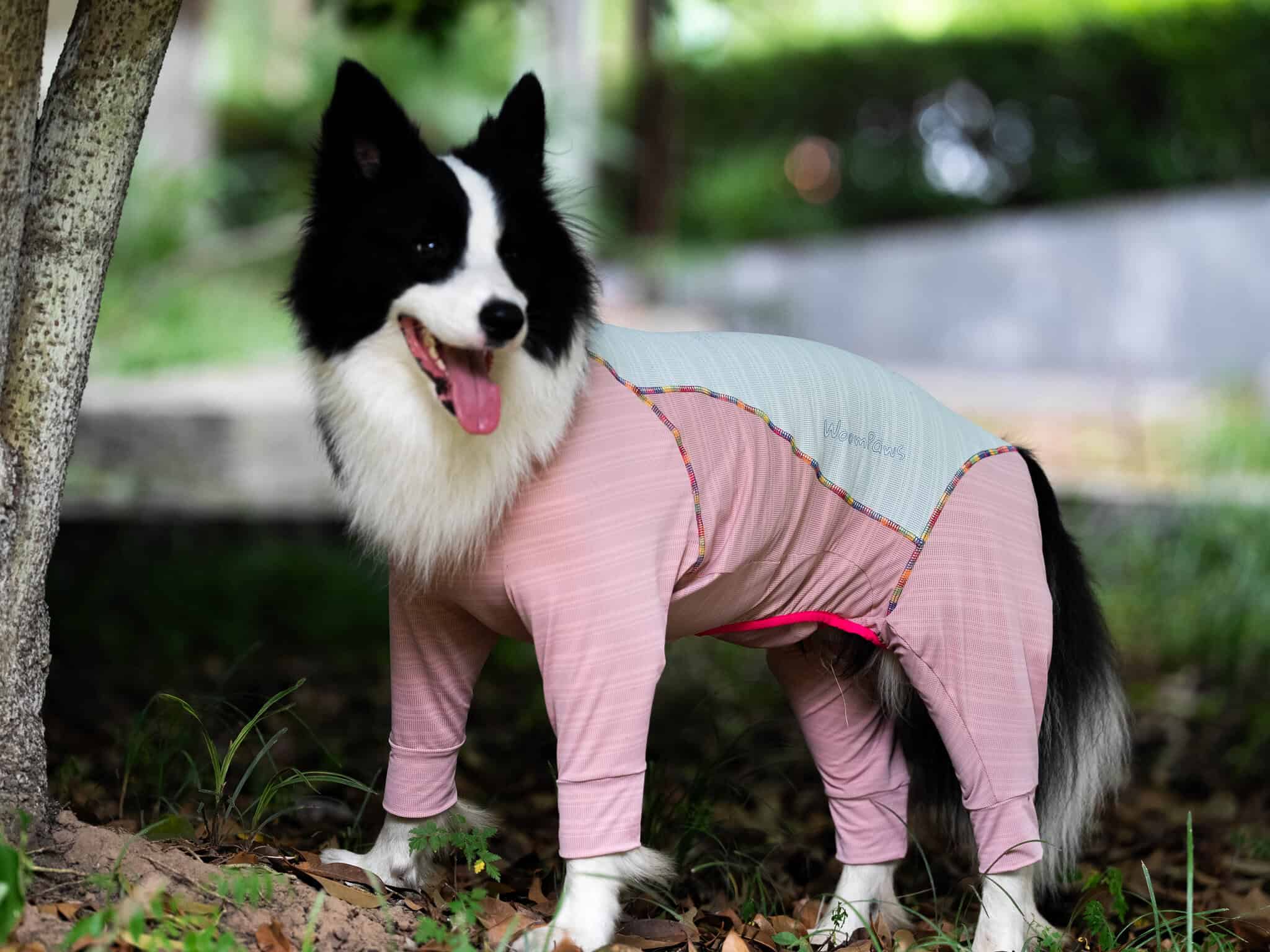 Pet apparel made by YR Exports
