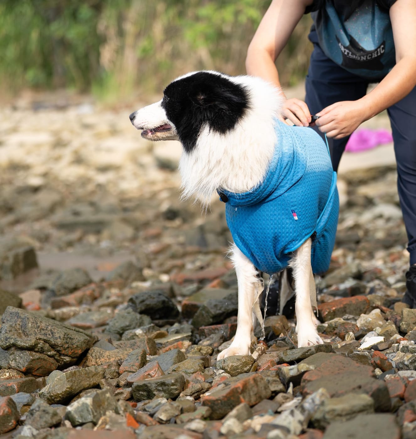 Owner fastening the adjustable strap of a blue dog drying robe on a wet dog