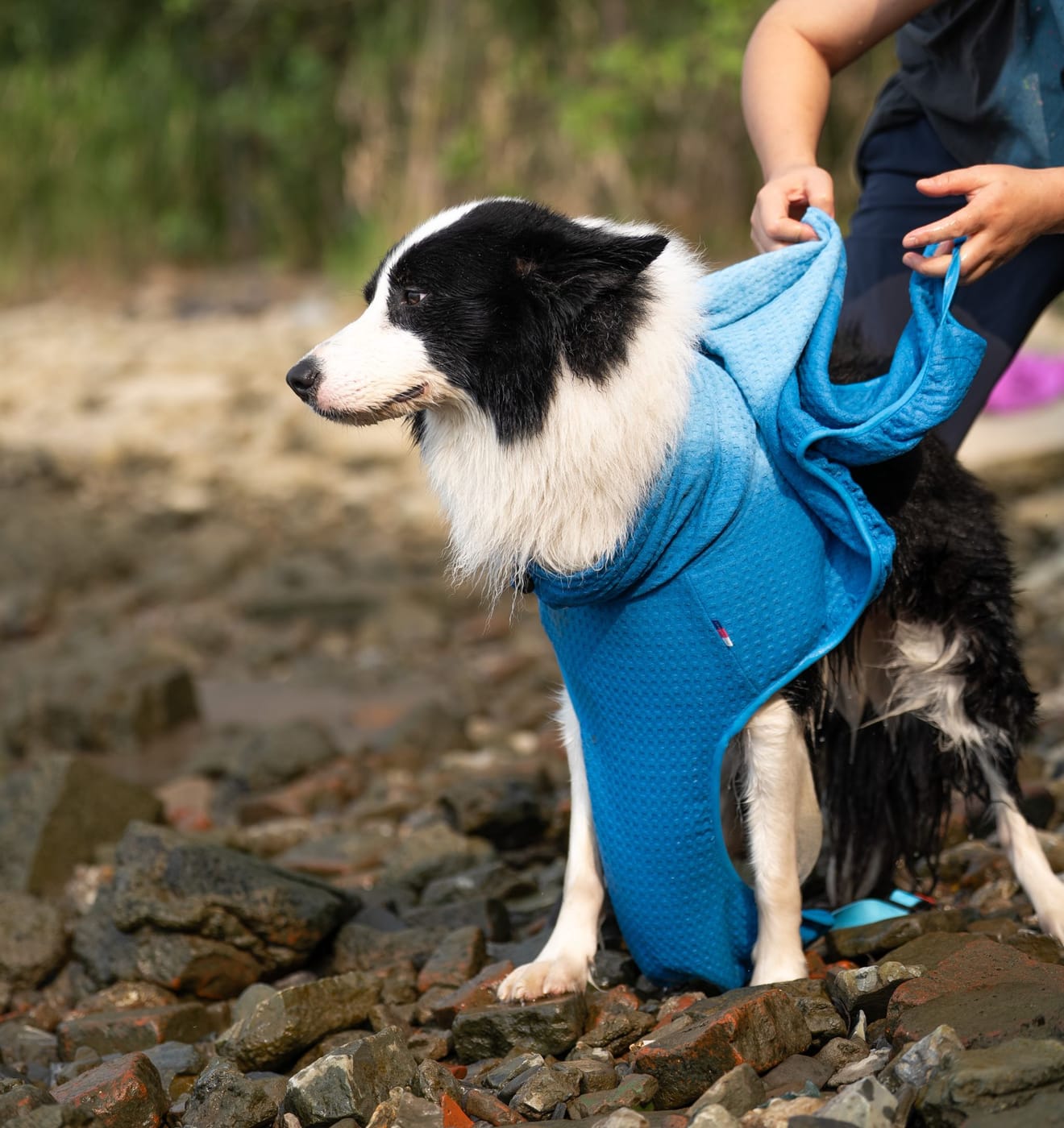 Border collie wearing a blue super-absorbent dog drying robe after swimming