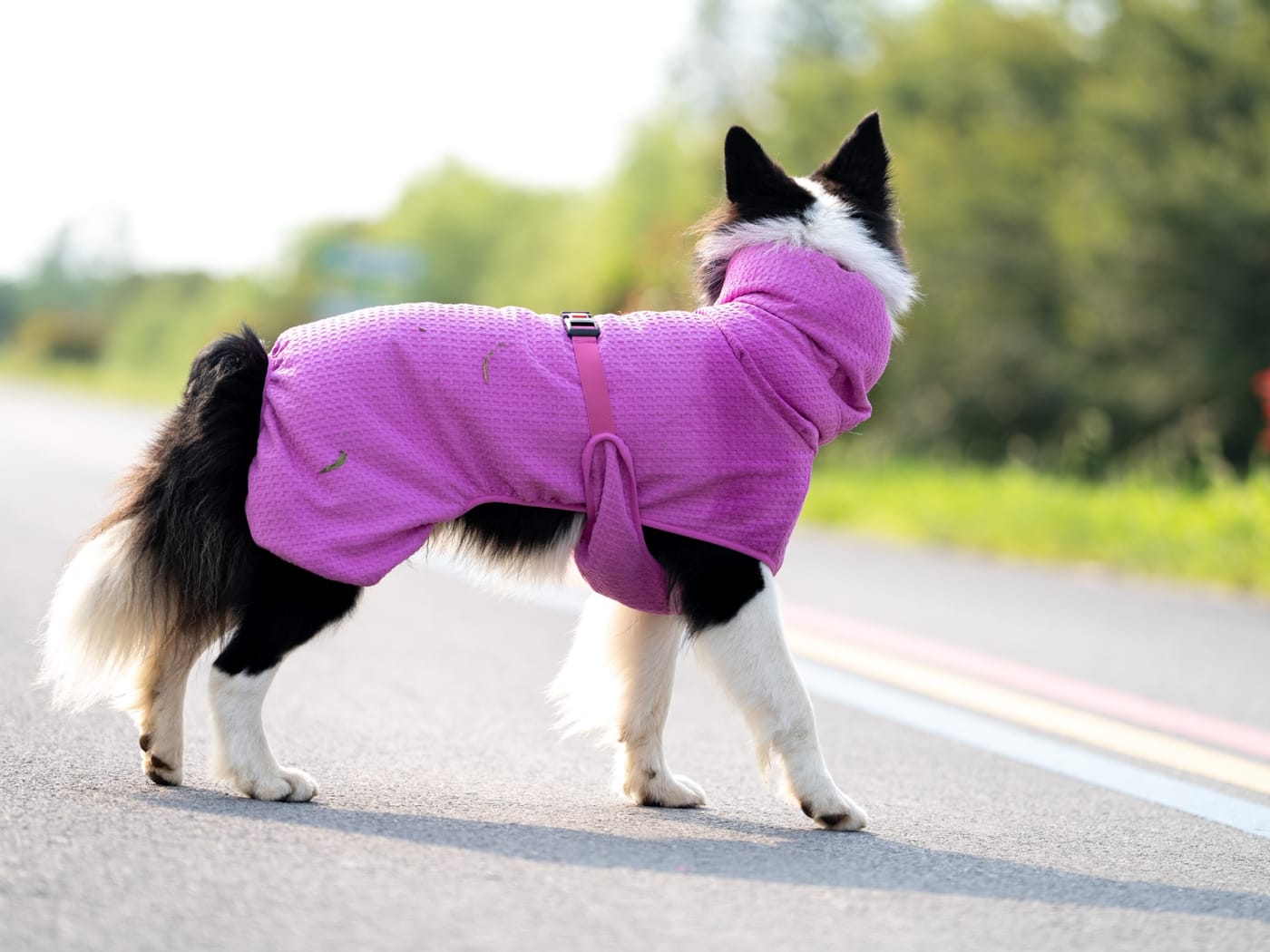 Pink dog drying robe on a border collie, side view showing the belly strap and elasticated hem